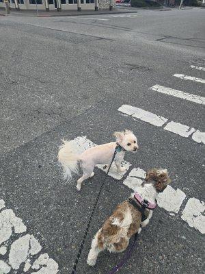 Barky Dogz Bath House