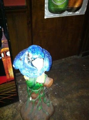 The Blue Parrot
