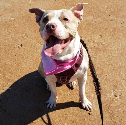 Jake and His Sister
Are Kind, helpful, calm!
Always feel welcome there!
When I bring My Dog Kali there
Good Teamwork!