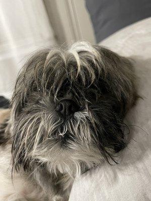 Dream Specialties Dog Grooming