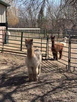 Alpaca barn