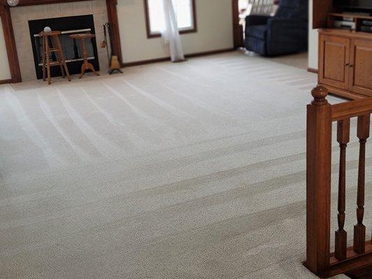 Premier Performance Carpet Cleaning