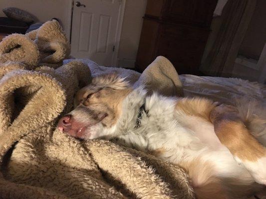 Exhausted after play time