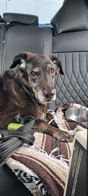 Panorama Pet Hospital