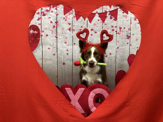 Coastal Paws San Diego