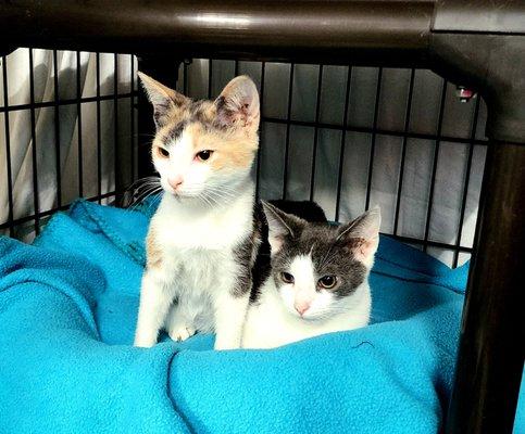 Sunshine's Friends Cat & Dog Rescue