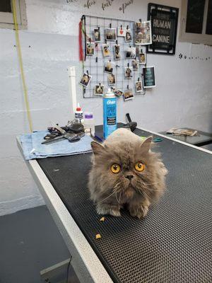 Kittys love being groomed with no pups present to bark at them.