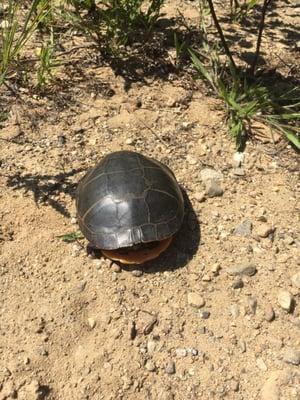 Turtle found by the pond