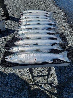 11 of our group's 12 fish!!! Thanks, Brian!!