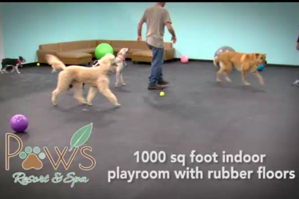 Paws Resort & Spa