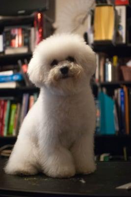 Esme Tippytoes, happy after her grooming!
