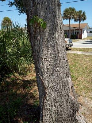 Here At One Eye Willie Tree Service We Do It All