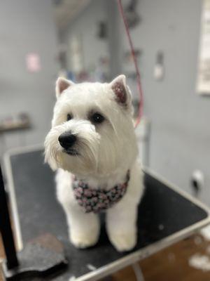 A-Plus Pet Grooming