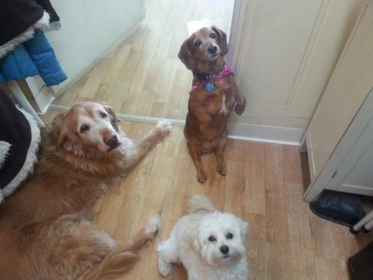 Best Buddy Pet Spa