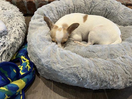 Pawsitively Mannered