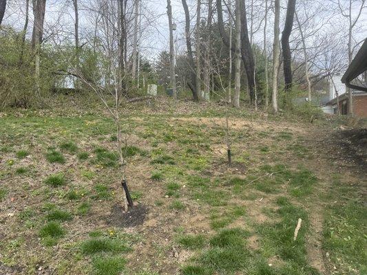 Russell Tree Experts