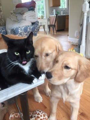 Falconbridge Animal Hospital