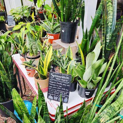 Myers Plants & Pottery