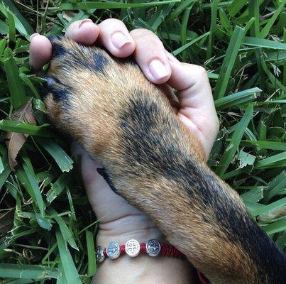 Respawsible Pet Services