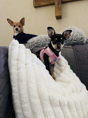 Friendship Pet Hospital