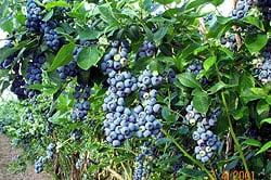 These are berries.