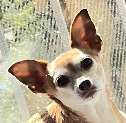 Alto Tiburon Veterinary Hospital