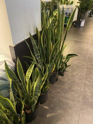 Snake plants for days
