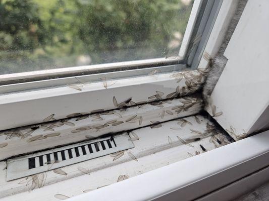 MacroPest Exterminators