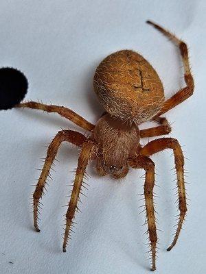 Above All Exterminators