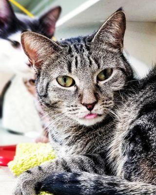 Charles Smithgall Humane Society