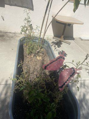 Loved seeing the outdoor patio with planters.