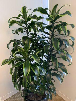 Plant Peddler