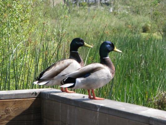 Ducks photo by Mike Cady