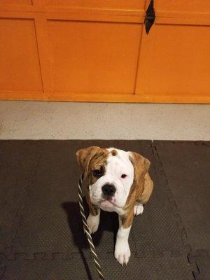 Clever K9 Dog Training