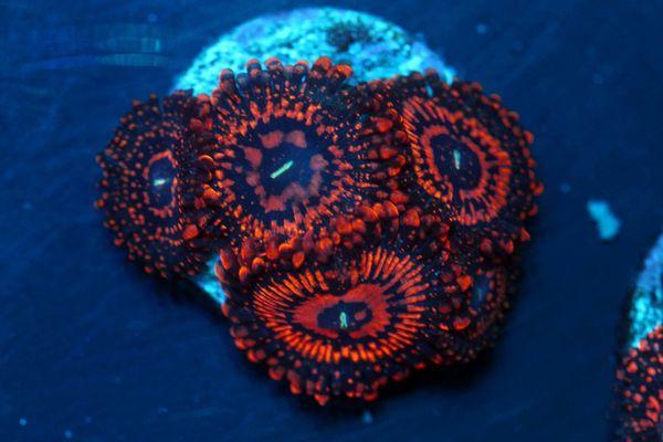 Killer Corals