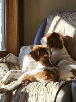 Yellowstone Pet Boarding