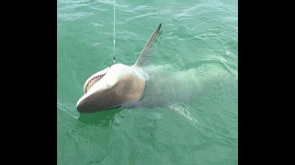 Reel Attack Charters