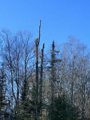 Fox Tree and Landscape Services