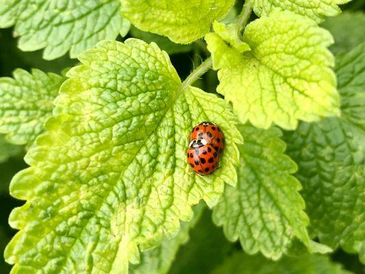 The Yisrael Family Farm