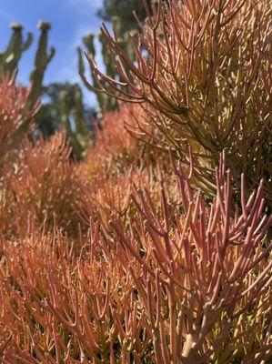 Alta Vista Botanical Gardens