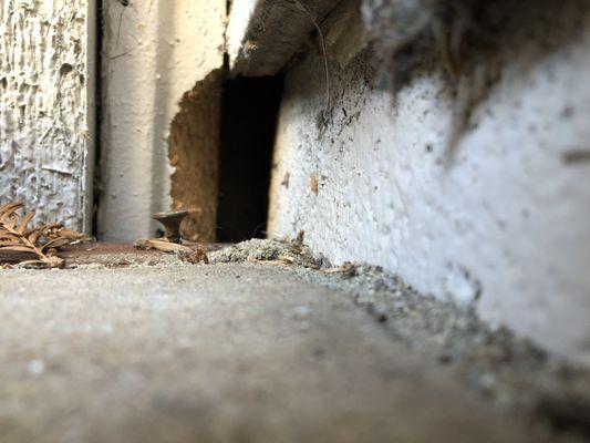 Venz Rodent & Pest Control