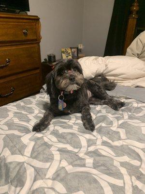 Pets Choice Grooming & Supply