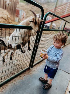 The Coaster at Goats on the Roof