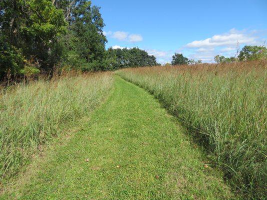 Mowed trail