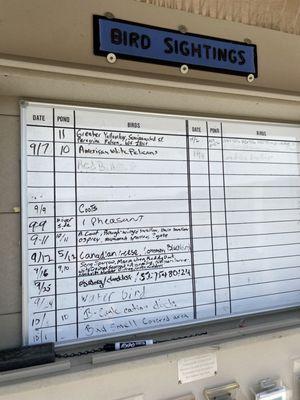 Bird sightings: bald eating s