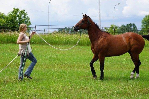 Tranquility Horsemanship