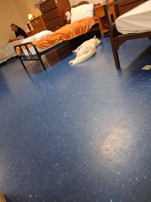 Evergreen Family Oriented Tree