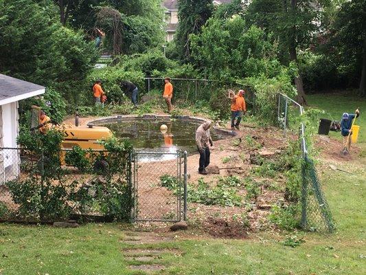 Weeping Willow Tree Svce