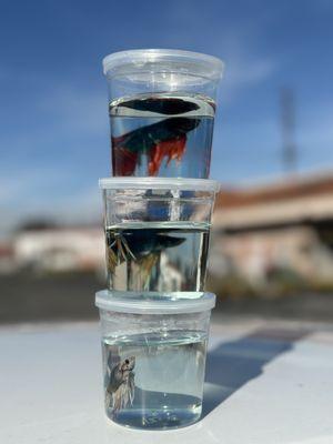 Tong's Tropical Fish & Pets