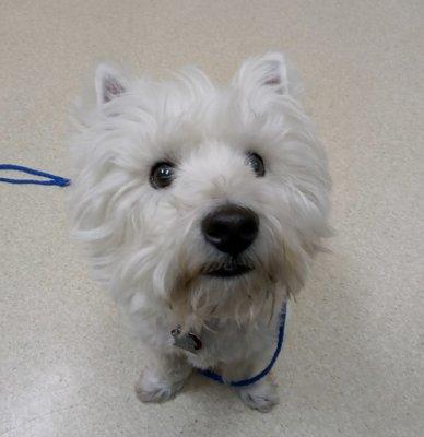 Marshfield Animal Hospital